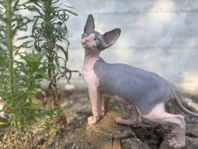 Female Sphynx ready now