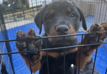 Rottweiler puppies