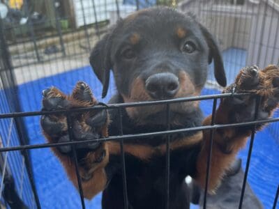 Rottweiler puppies