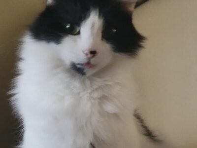 3 year old cat needs a good home