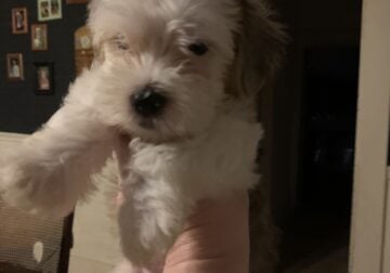 Male morkie