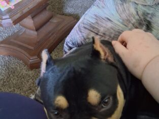 Purebred micro bully