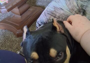 Purebred micro bully