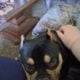 Purebred micro bully