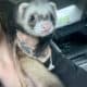 Two Ferrets a Cage and More
