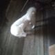 American Akita Girl Puppy – SNOW WHITE