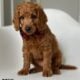 Dolly (Orange collar)