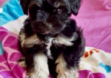 Miniature Schnauzer Abby