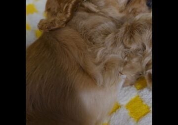 10 weeks old cocki puppy