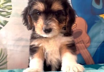 bassetdoodle puppies