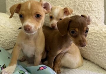 Chihuahua puppies