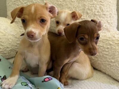 Chihuahua puppies