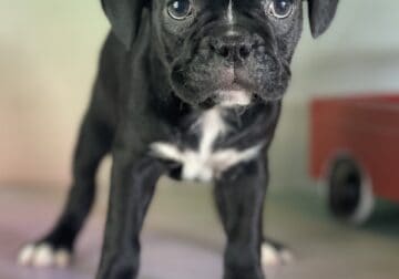 Coal Male Frenchton