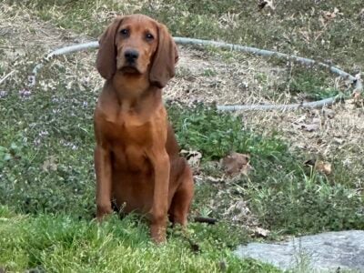 Free Redbone/walker dogs