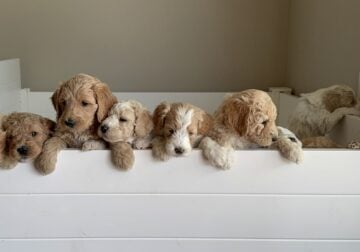Adorable Golden Doodle Puppies