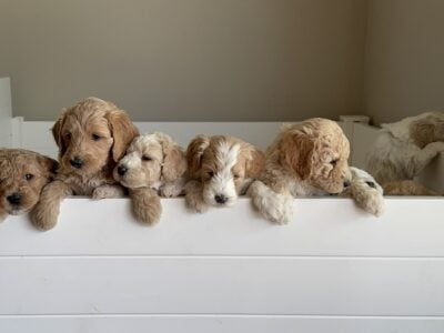 Adorable Golden Doodle Puppies
