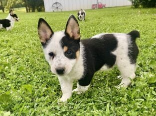Cowboy Corgis