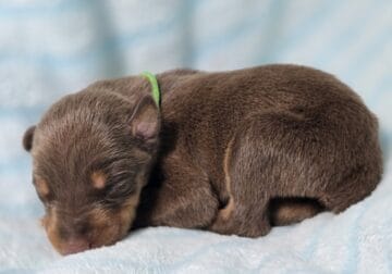 CKC Doberman Pups