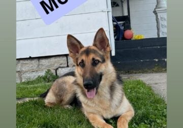 8 AKC registered German Shepard puppies!!!