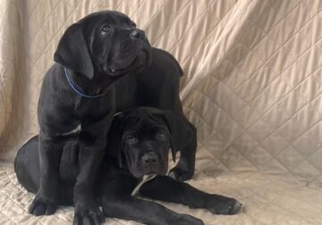 CANE CORSO PUPPIES