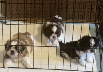 Shiz tzu pups