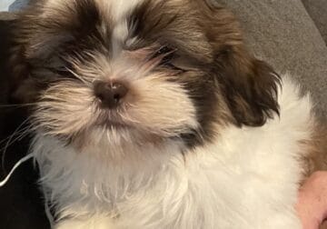SHIH-TZU AKC Beautiful