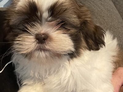SHIH-TZU AKC Beautiful