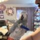 AFRICAN GREY FEMALE