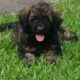 CKC GOLDENDOODLES