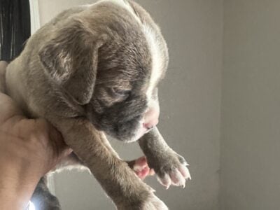 Pitbull mastiff mix with pitbull terrier