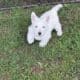 Westie puppies. AKC