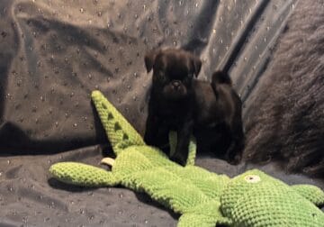 Black Pugs
