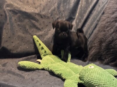 Black Pugs