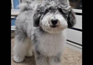 Mini bernadoodle