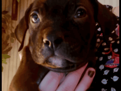 Black/white Staffordshire & XL Bully Puppy