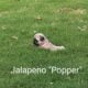 Pug puppies