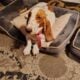 Litter of 8 basset hounds