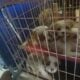 Cavachan puppies
