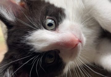 Female kitten – black and white