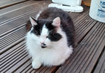 Black White and Brown 9 year old Male Cat