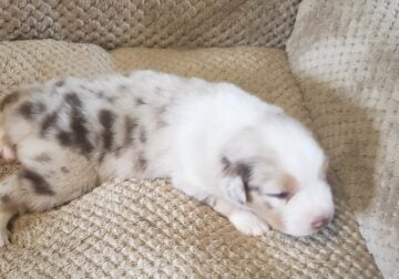 red merle with BLUE EYES