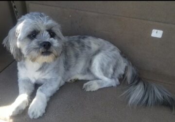 Shih tzu and lhasa apso = shih-apso