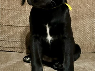 Labrador Dalmatian Mix Female – yellow ribbon