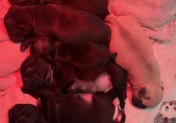 Pug puppies