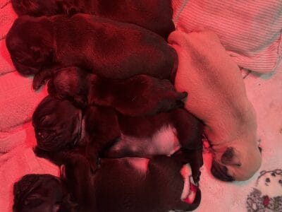 Pug puppies