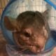 Chinchillas