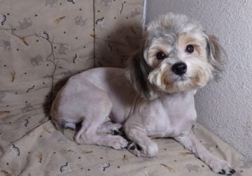 Shihpoo boy and girl ckc