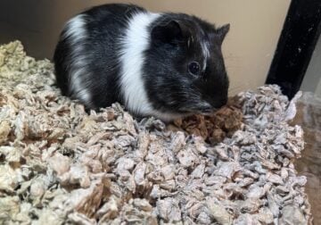 Two bonded female guinea pigs