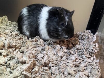 Two bonded female guinea pigs