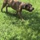 Male Cane Corso